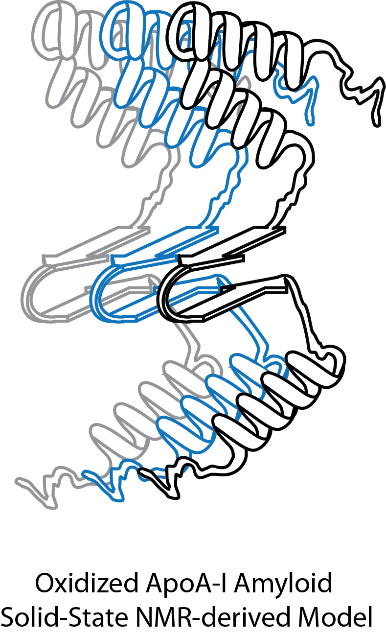 Oxidized ApoA-I Amyloid Solid-state NMR-derived Model